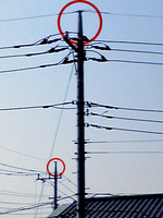 電柱の先っぽ